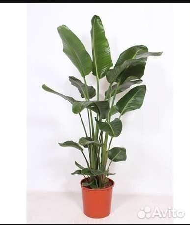 Стрелиция Королевская Николая красавица в наличии