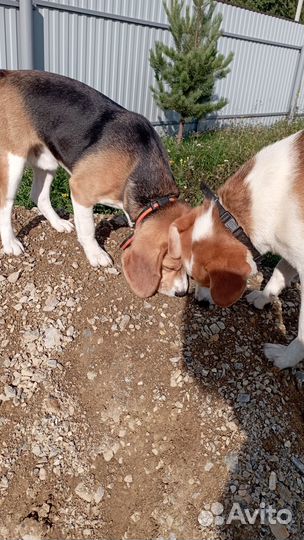 Бигль вязка