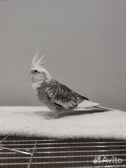 Девочки кореллы