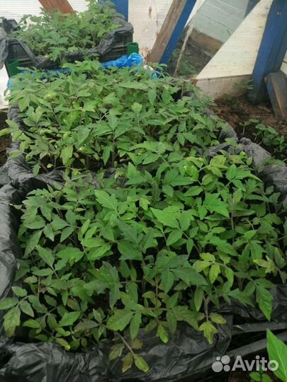 Рассада помидор и перцев