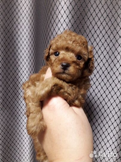 Щенки пуделя