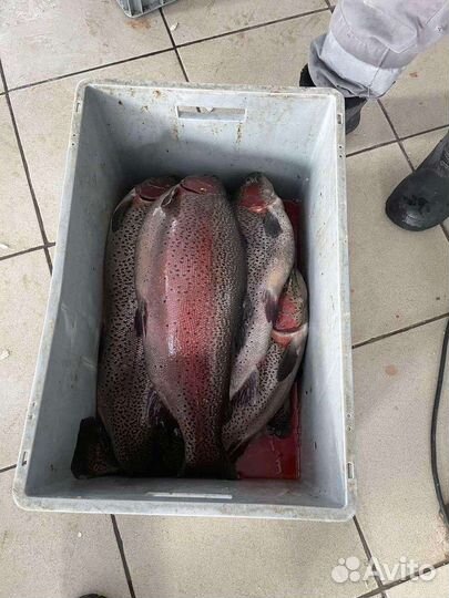 Фермерские продукты