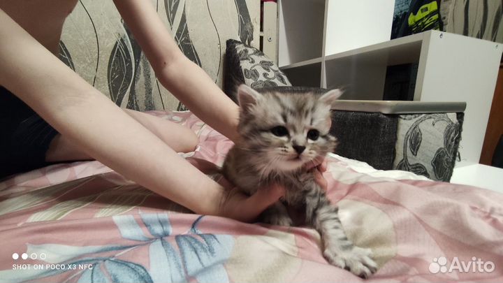 Котятки в добрые ручки