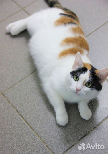 Ласковая кошечка Ириска ищет хозяев