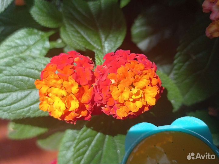 Растения обмен