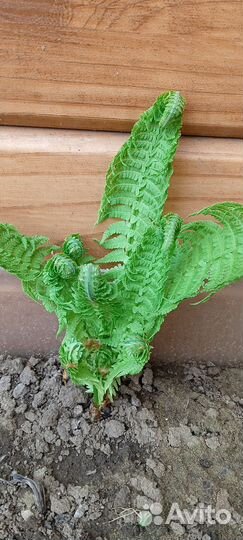 Папоротник 