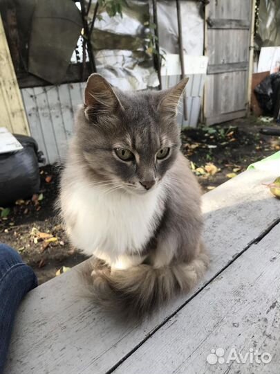 Кошка