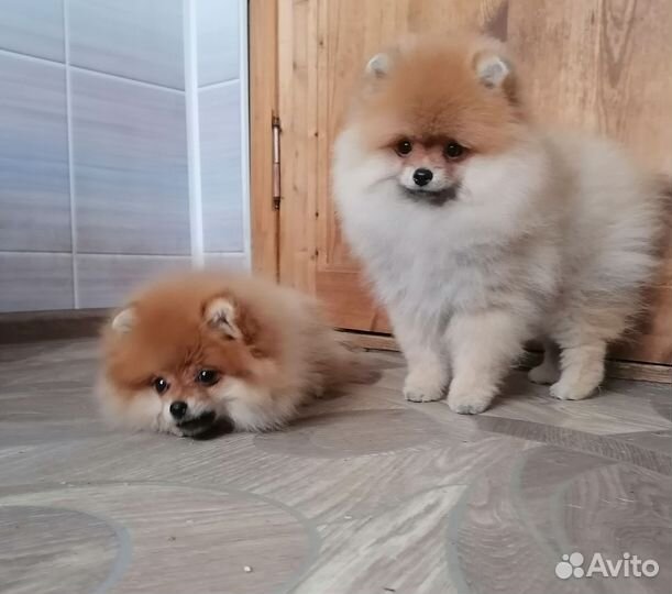 Щенки померанского шпица
