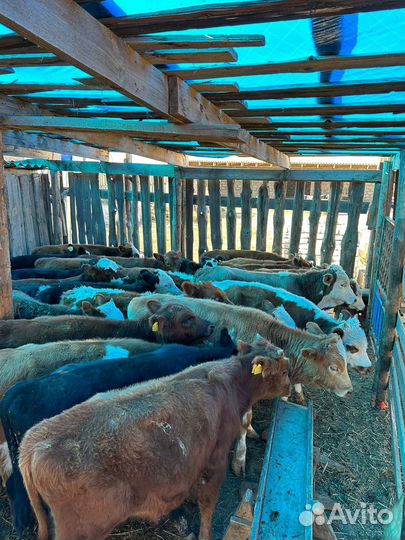 Бычки на откорм 34 головы