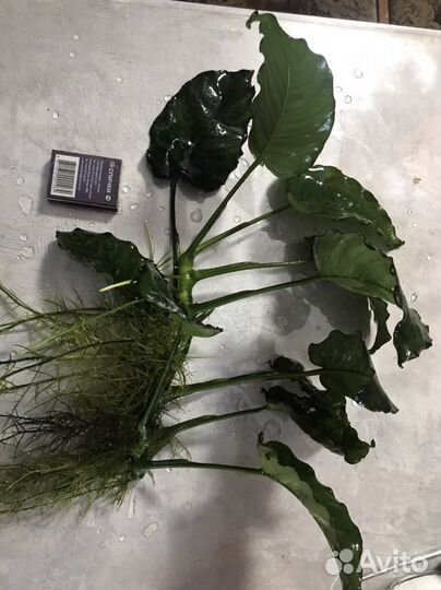 Анубиас крупнолистный