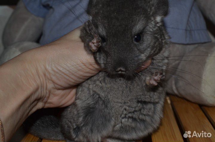 Щенок Шиншиллы