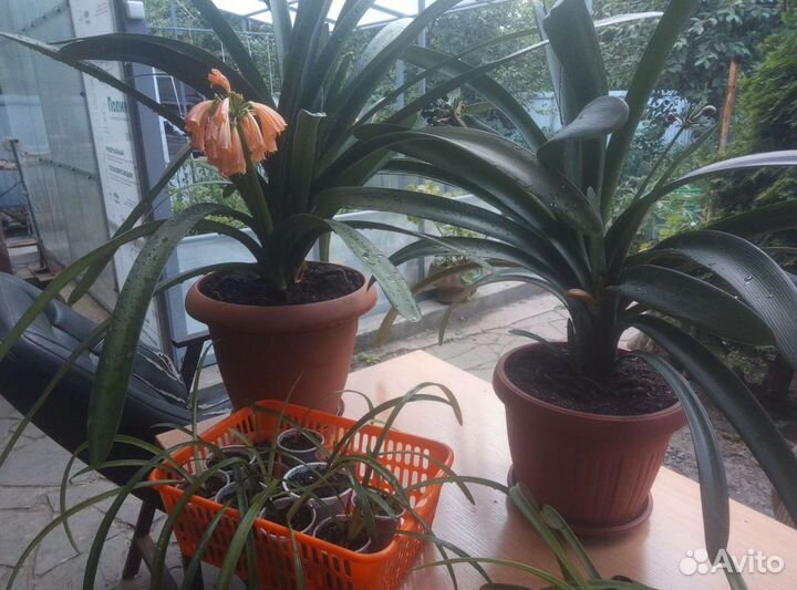 Ирезине, Кливия,Рео,Алоэвера,Хлорофитум,Синадениум