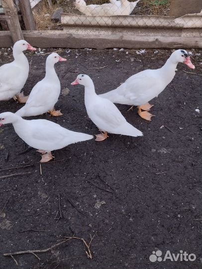 Мускусные утки тяжелые линии