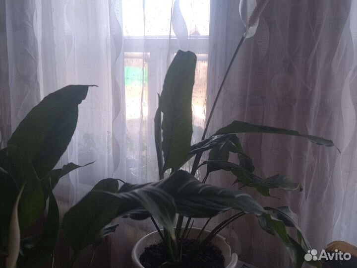 Спатифиллум