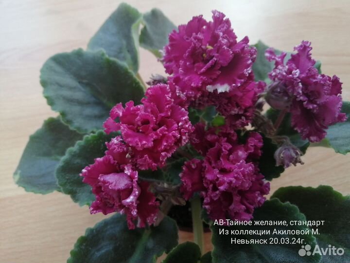 Сенполии(узамбарские фиалки) почтой