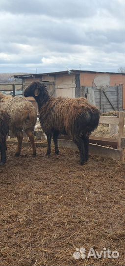 Эдильбаевские бараны