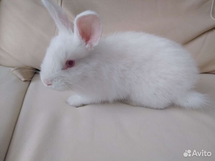 Декоративные кролики