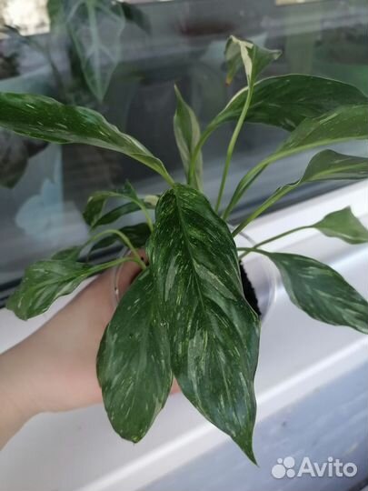 Спатифиллум домино