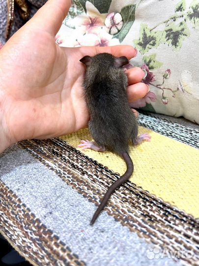 Крыса крыски крысята Дамбо Агути