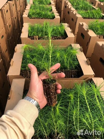 Саженцы сосны обыкновенной зкс