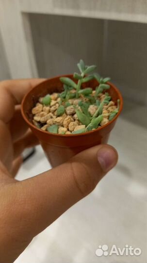 Суккуленты