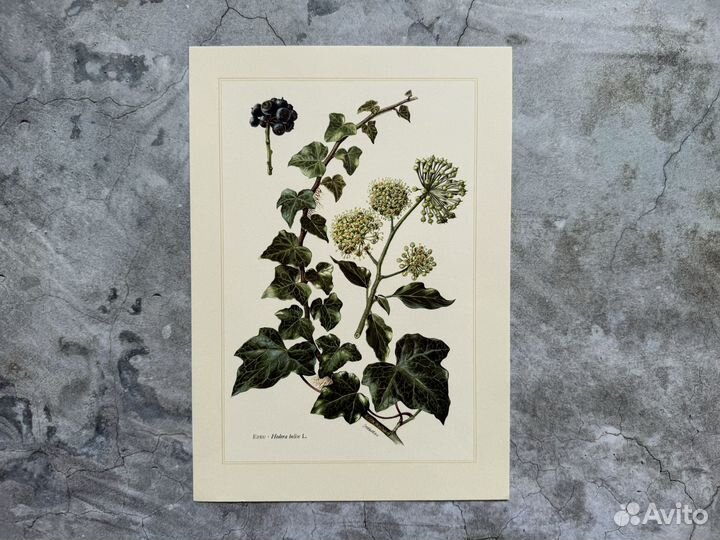 Литографии.Кустарники и Деревья,Германия