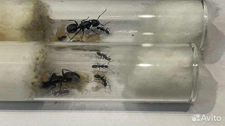 Муравьи Кампанотус вагус