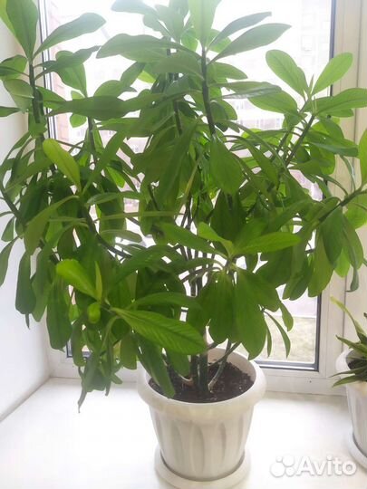 Комнатные цветы синадениум