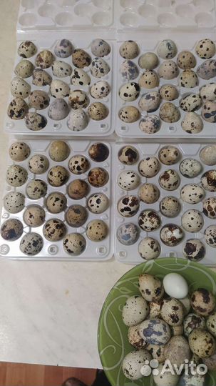 Яйца перепелиные