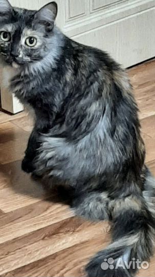 Кошка в дар бесплатно