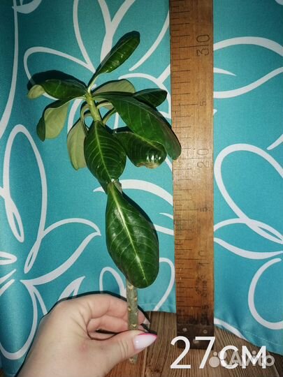 Адениум черенки