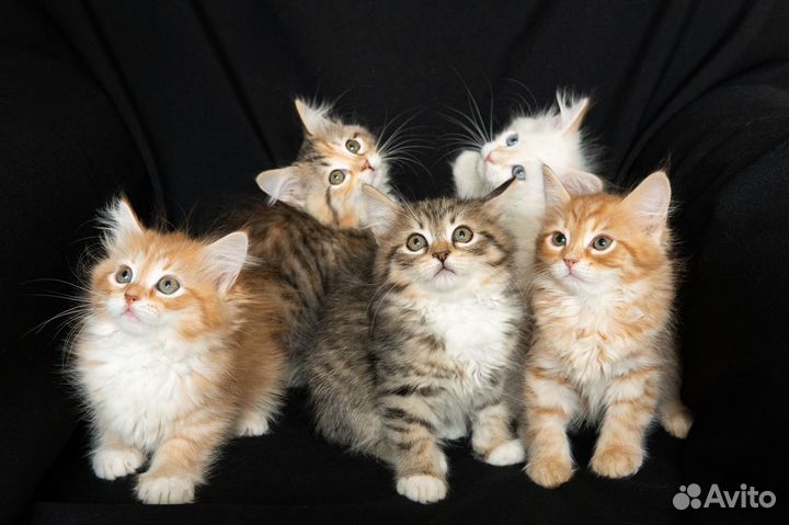 Чистопородные сибирские малыши