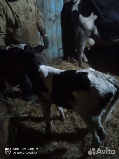 Тёлочка голштинка