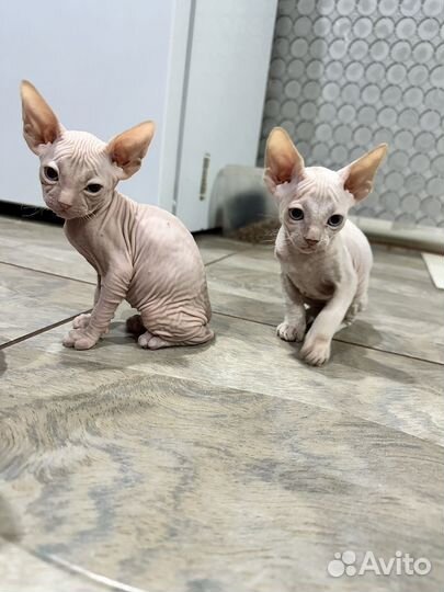 Донской сфинкс котята
