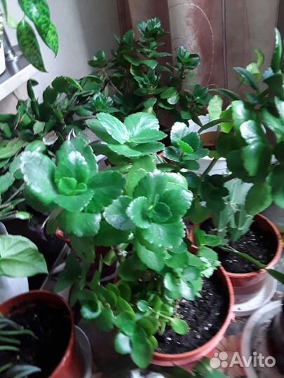 Комнатные растения