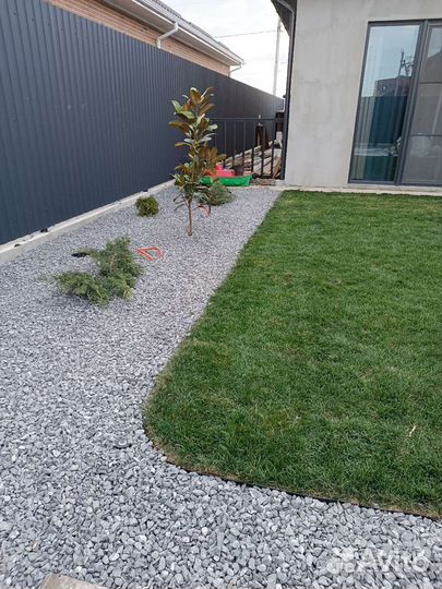 Рулонный газон, посевной газон