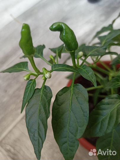 Перчик комнатный