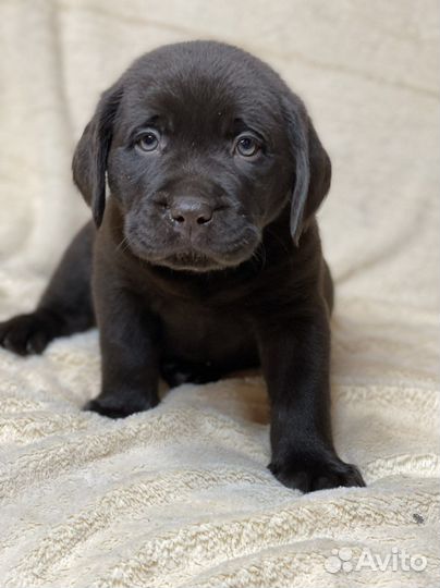 Шоколадный лабрадор коричневый