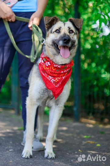 Собака Валя в поисках лучшей семьи
