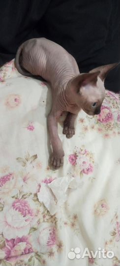 Канадский сфинкс