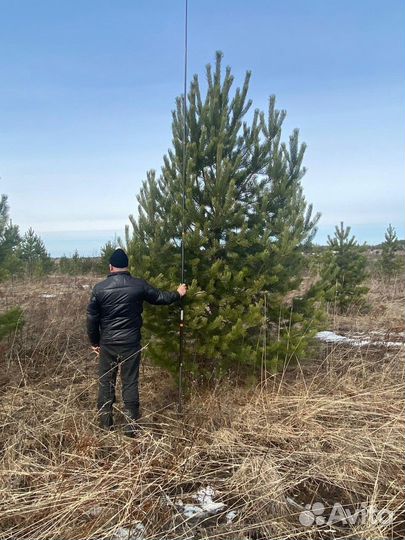 Саженцы деревья крупномеры ель сосна
