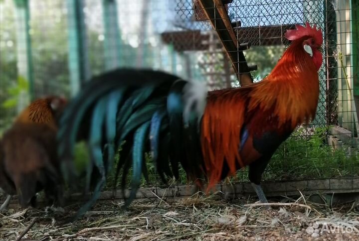 Семьи породных кур