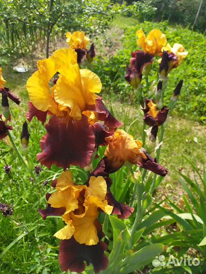 Ирисы Садовые цветы