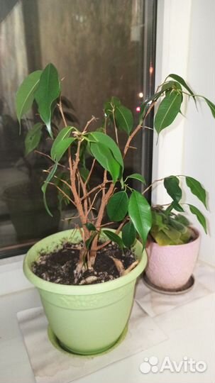 Комнатные цветы