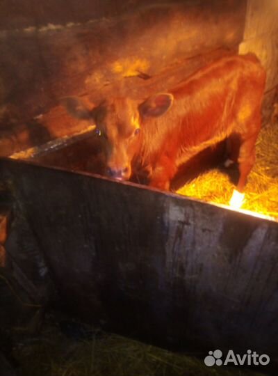 Продам телок