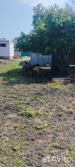 Курдючные бараны