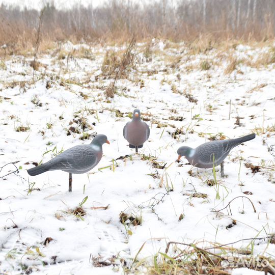 Чучела голубя Вяхиря из полистирола