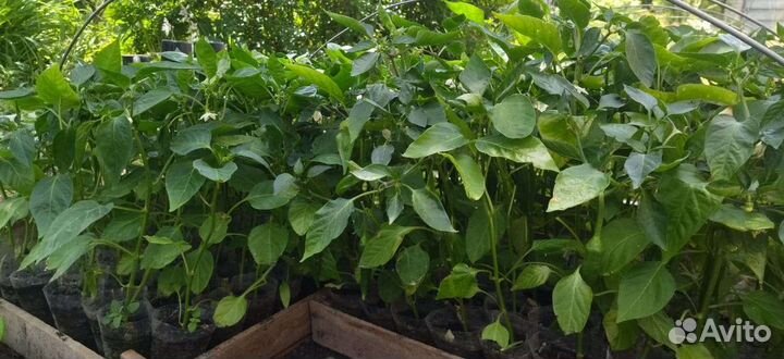 Рассада перец острый