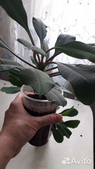 Эуфорбия,или молочай беложильчатый