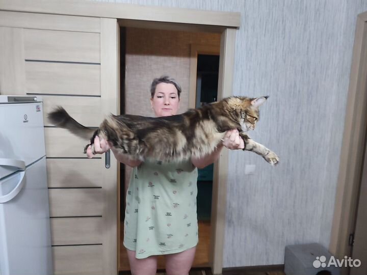 Котята мейкун